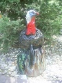 Turky 3